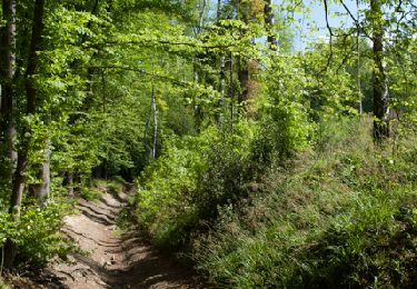 Trail Walking Esneux - RB-Lg-21_Chaudfontaine_via-racc-1 - Photo