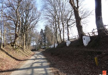 Trail Walking Lierneux - RB-Lg-25_Arbrefontaine - Photo
