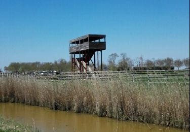 Tour Wandern Braud-et-Saint-Louis - terre d oiseaux - Photo