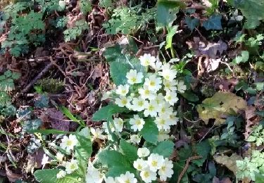 Tour Wandern Sivergues - ourillon - Photo