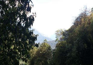 Randonnée Marche Ghandruk - gandruk-tadapani - Photo