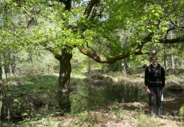 Trail Walking Fontainebleau - 3pi-150428 - DésertApremont-Jupiter - Photo