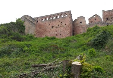 Randonnée Marche Ribeauvillé - Les trois châteaux - Le Taennchel - Photo