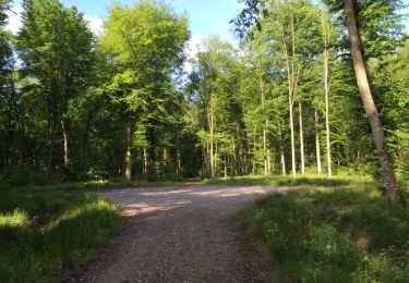 Trail Walking Longpont - en foret de Retz_33_Longpont_Vouty_Faverolles_AR - Photo
