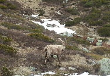 Tocht Stappen Chamonix-Mont-Blanc - descente du lac blanc par argentiere - Photo