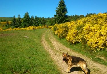 Trail Walking Saulzet-le-Froid - Le Puy Baladou - Photo