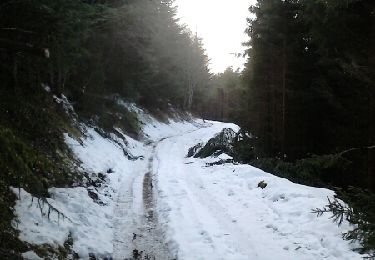Trail Running Colroy-la-Roche - colroy la roche tour de la chenaudière  - Photo
