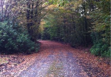 Percorso Marcia The Municipal District of Cahir — Cashel - Cahir Scaragh Wood Trail 3 - Photo