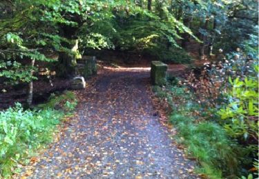 Randonnée Marche The Municipal District of Cahir — Cashel - Cahir Scaragh Wood Trail 2 - Photo
