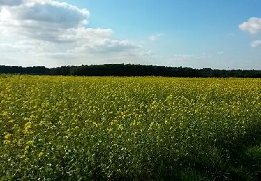 Trail Walking Chaumont-Gistoux - Bonlez - Photo