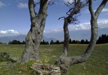 Trail Walking Lans-en-Vercors - la molliere - Photo