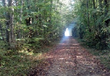 Trail Walking Bouleurs - Bouleurs - Photo