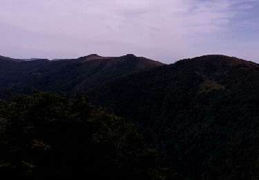 Tocht Stappen La Bresse - Le sentier des névés du Kastelberg - Photo