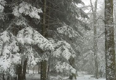 Excursión Raquetas de nieve Laprugne - Loge des Gardes neige - Photo