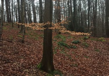 Tocht Stappen Halle - Hallebois - Photo