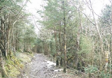 Trail Walking Louvie-Juzon - Soum de las Picarras Montagne du Rey - Photo