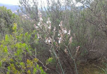 Tour Wandern La Londe-les-Maures - Gaoutabry par tamary - Photo