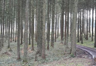 Randonnée Marche Hotton - Le bois de Menil, balade vers Waharday - Photo