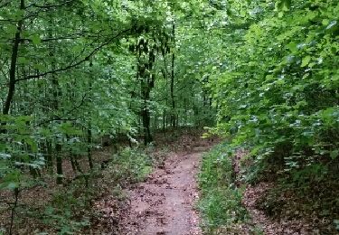 Trail Walking Habscht - HOBSCHEID (Eisch) - Photo