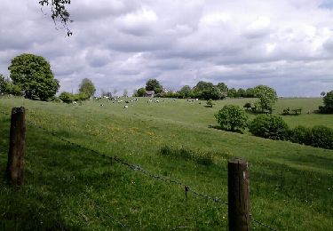 Trail Walking Aubel - Val dieu Dalhem par aubin - Photo