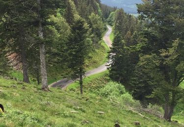 Tocht Stappen Luttenbach-près-Munster - Petit Ballon - Photo