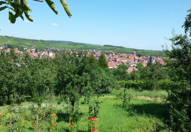 Randonnée Marche Rosheim - Itinéraire en balcon autour de Rosheim - Photo