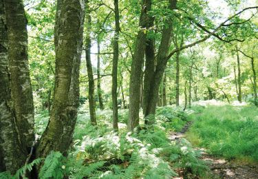 Tour Wandern Raeren - Petergensfeld - Natura 2000, des sites qui valent le détour - Lg21 - Photo