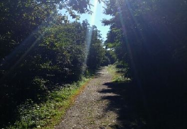 Trail Walking Reiningue - Tour de lac - Photo