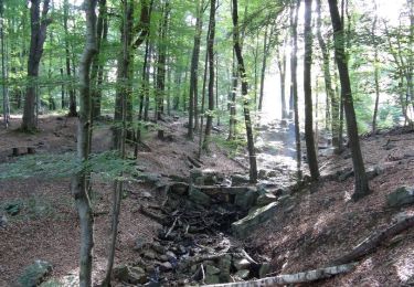 Tour Wandern Spa - Balade entre fagnes et Forêts - Domaine de Bérinzenne - Photo