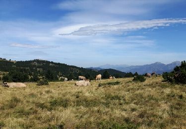 Excursión Senderismo Font-Romeu-Odeillo-Via - pic de Mauroux,  Cerdagne - Photo