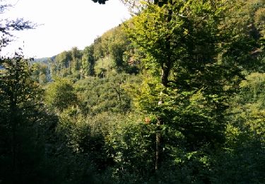 Trail Walking Niederbronn-les-Bains - rando 20160911 - Photo