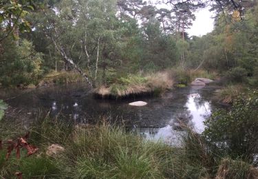 Tocht Stappen Fontainebleau - plaitière gorge franchard - Photo