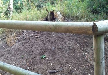 Tocht Stappen Baelen - Perkiets 6 fourmilière  - Photo