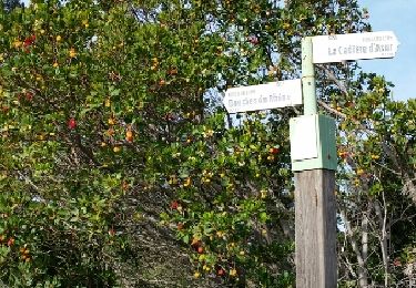 Tour Wandern Roquefort-la-Bédoule - circuit du Fénéant - Photo