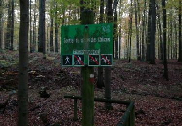 Randonnée Marche Watermael-Boitsfort - sentiers et chemin en forêt - Photo