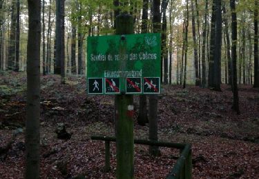 Tour Wandern Watermael-Boitsfort - Watermaal-Bosvoorde - sentiers et chemin en forêt - Photo