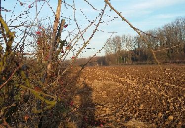 Percorso Marcia Orp-Jauche - Folx-les-Caves Nathalie Demain 06 12 2016 - Photo