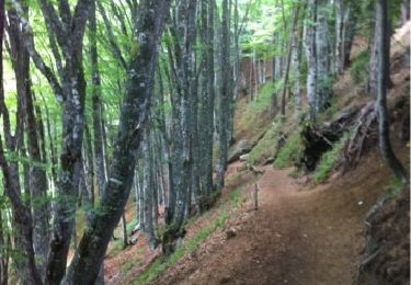 Trail Walking Besse-et-Saint-Anastaise - Tour du lac Pavin - Photo