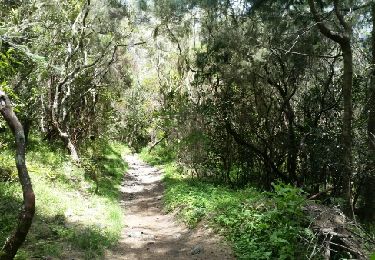 Trail Walking La Possession - La Réunion - Retour de Mafate (Marla) à la route d'îlet à Cordes par le col du Taïbit. - Photo