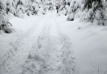 Tour Wandern Libramont-Chevigny - marche des flocons - Photo