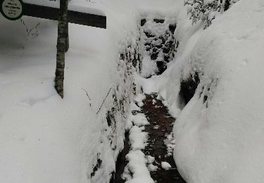 Randonnée Raquettes à neige Ventron - Raquette en Pays de Ventron - Photo