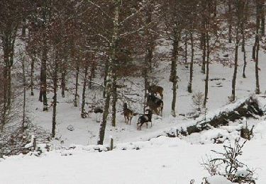 Tour Schneeschuhwandern Herbeumont - Rando des mouflons - Photo