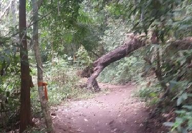 Trail Walking  - Doi Oui Peak - Photo