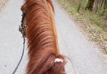 Tocht Paard Péron - Randonnée St jean de gonville - Photo