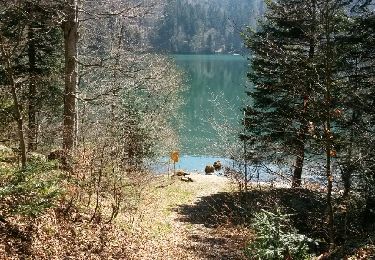 Trail Walking Murbach - murbach ebeneck judenhut grand ballon , lac du ballon, gustiberg, wolfsgrube, murbach - Photo