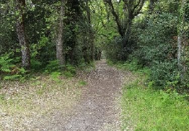 Trail Walking Talmont-Saint-Hilaire - le veillon  - Photo