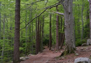 Trail Walking Vivario - Cascade des Anglais - Photo