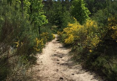 Trail Walking Fontainebleau - malmontagne haut m'ont - Photo