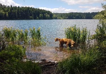 Trail Walking Badonviller - rando des lacs 2017 - Photo