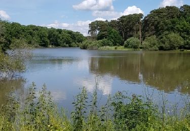 Tour Wandern Rambouillet - l'étang d'or juin 2017 - Photo